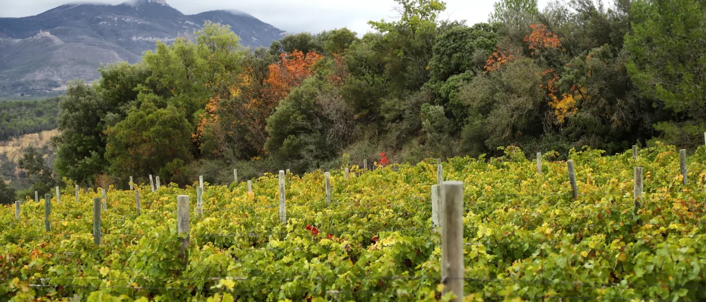 Bodegas Pegalaz