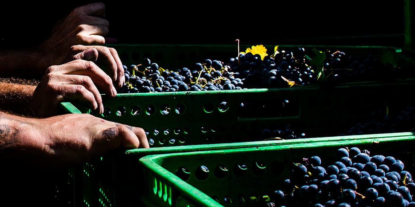 cajas vendimia