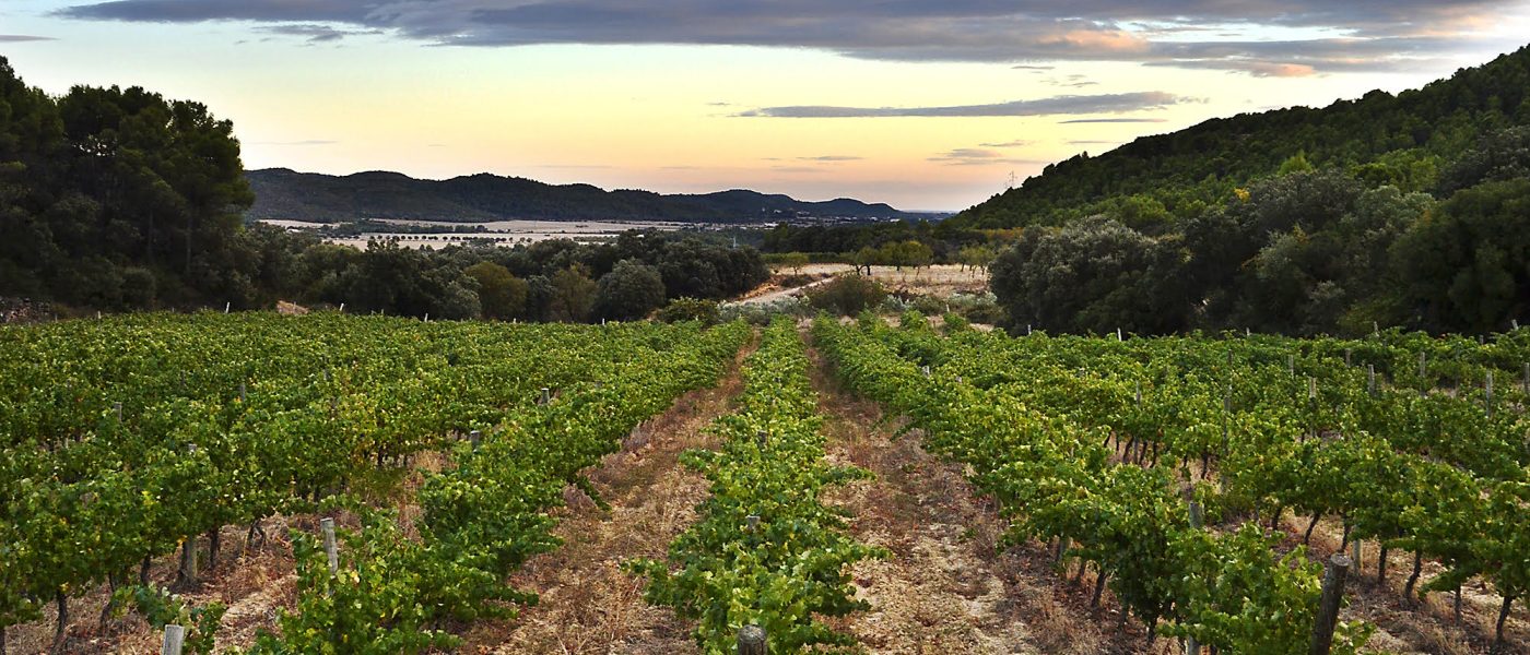 viñedo